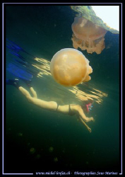 Diving the jelly fish lake in Palau with my wife... :O) .... by Michel Lonfat 